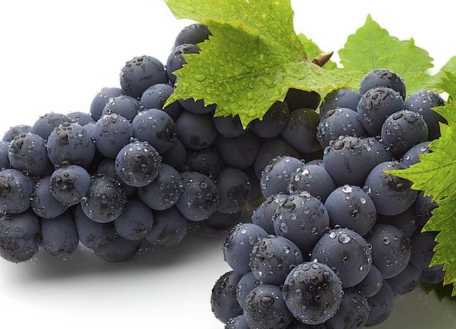 巨峰葡萄的功效与作用及禁忌