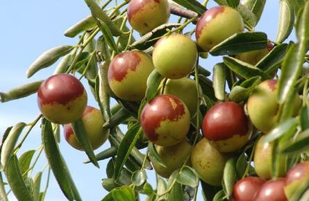 冬枣是凉性还是温性，冬枣吃多了会怎样