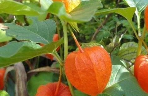 姑娘果一天吃几个最好，姑娘果吃多了有什么副作用