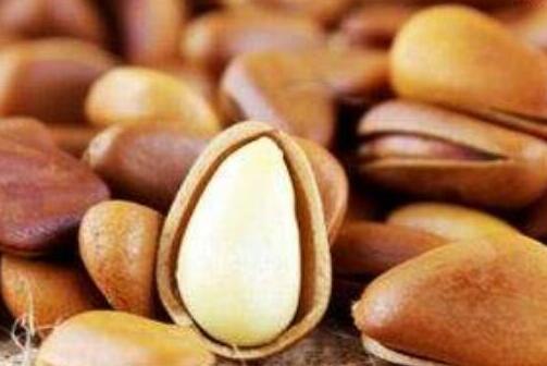 松子是什么树的果实，松子的功效与作用禁忌
