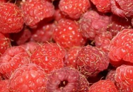 覆盆子泡水喝的功效，覆盆子泡水放几颗合适