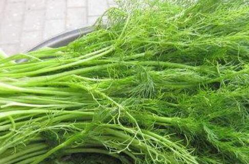 茴香的功效与作用禁忌，茴香治好了我的肠胃