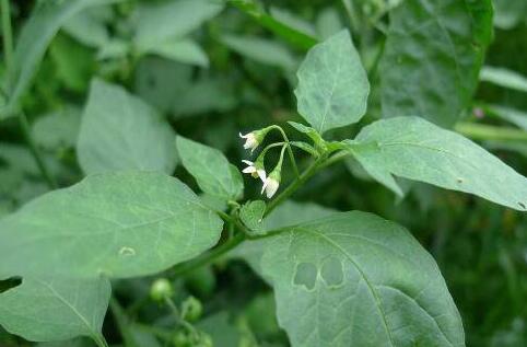 龙葵的功效和作用禁忌，什么人不能吃龙葵