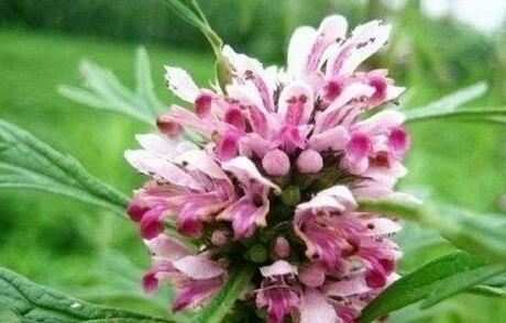 益母草什么时候喝最好，大姨妈第二天喝了益母草