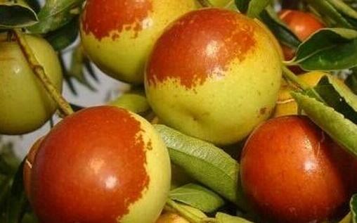 冬枣热量高吗，吃冬枣会不会胖