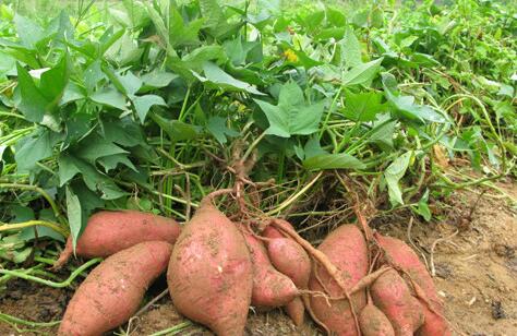 红薯和鸡蛋能一起吃吗，吃红薯犯4个禁忌会短命