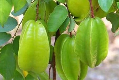 杨桃的功效与作用禁忌，吃杨桃的好处