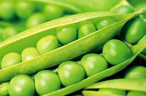 什么人不能吃豌豆，豌豆的功效与作用禁忌