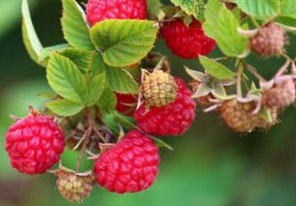 覆盆子是树莓吗，覆盆子和树莓的区别是什么