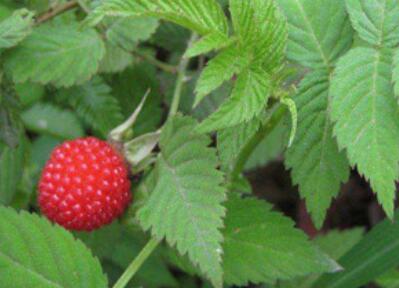 覆盆子是树莓吗，覆盆子和树莓的区别是什么