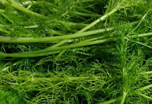 茴香孕妇能吃吗，孕妇不小心吃了茴香可以吗