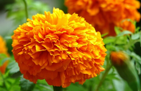 叶黄素能长期吃吗？叶黄素的功效与作用及禁忌