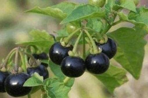 龙葵果的功效与作用以及用量与吃法