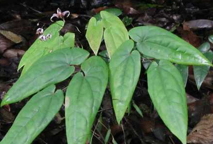 仙灵脾泡水喝的功效，仙灵脾泡水喝的禁忌