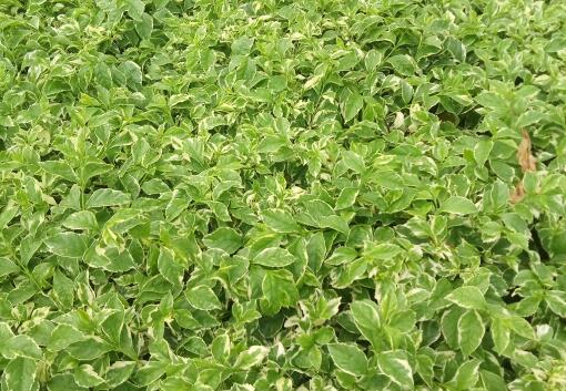 金银花茶的功效与作用及禁忌