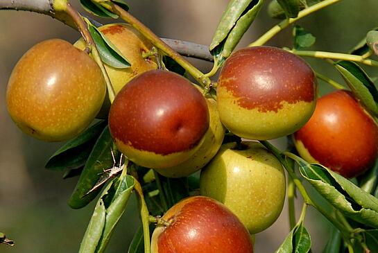 冬枣属于高糖水果吗，吃冬枣会上火吗