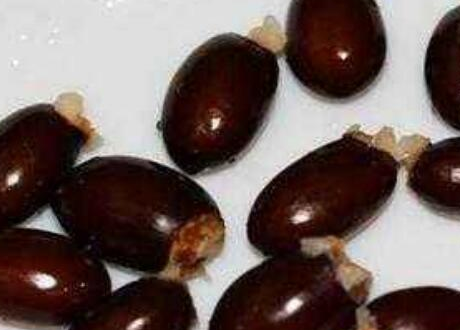 荔枝核中药叫什么，荔枝核泡水喝的功效