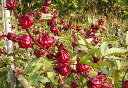 洛神花怎么食用？洛神花的功效与作用