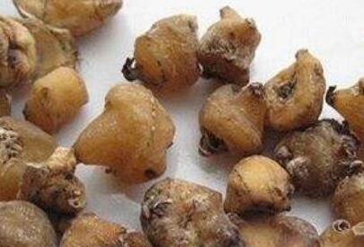 山慈菇的有毒吗，山慈菇的毒性