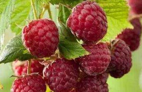 覆盆子是什么，覆盆子读音怎么读