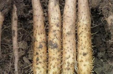 女人每天吃山药的好处，女性常吃山药的危害