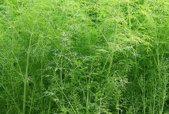 茴香怎么吃，为什么茴香要焯水