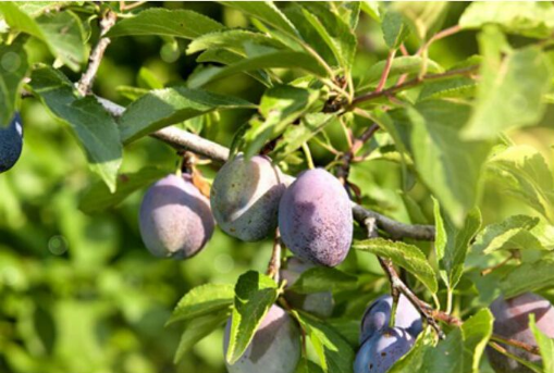 西梅的功效与作用，西梅的禁忌