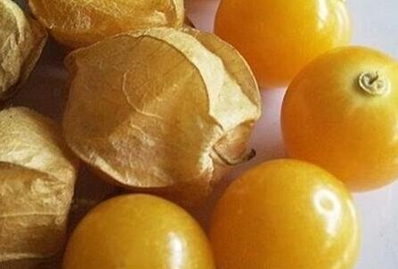 姑娘果不能和什么一起吃，姑娘果和什么相克