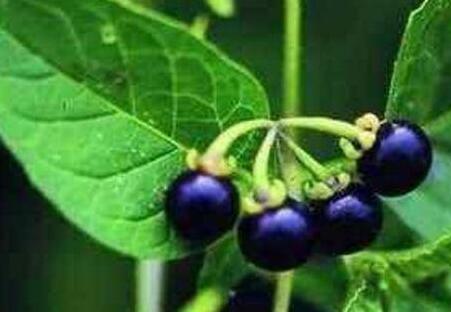 龙葵果有毒吗能吃吗，龙葵果的毒性有多大