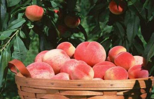 桃子是凉性还是热性，吃桃子的好处和坏处