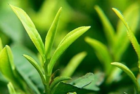 绿茶粉的功效与作用及禁忌