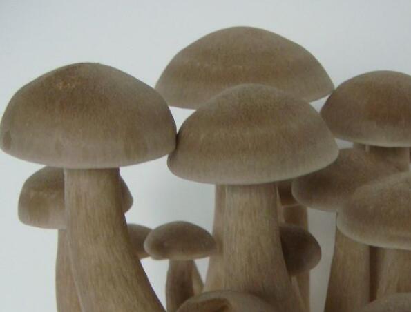 鹿茸菇的功效与作用及禁忌