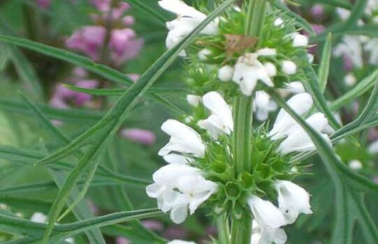 益母草长什么样子图片，益母草的正确使用方法