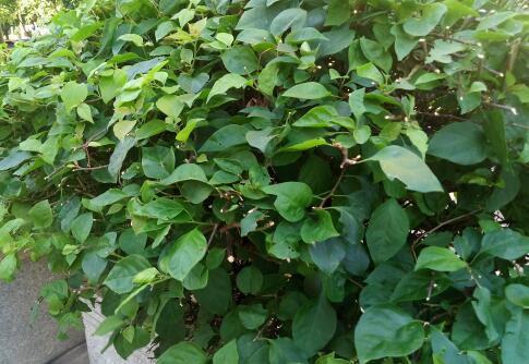 茶叶的功效与作用及禁忌