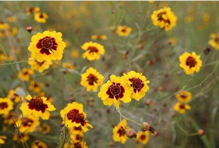 昆仑雪菊什么人不能喝？昆仑雪菊的5个贮存方法