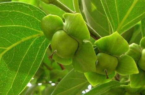 柿子叶的功效与作用，柿子叶凡士林用了3个月