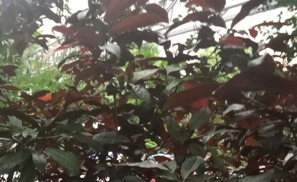 木香的功效与作用及禁忌，木香的副作用