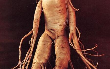 鲜人参怎么保存，鲜人参直接冷冻行吗