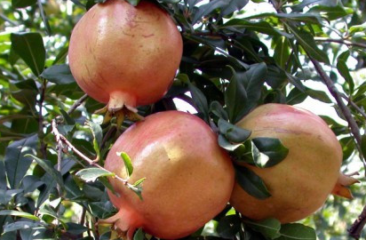 孕妇可以吃石榴吗，孕妇吃石榴对胎儿有影响吗