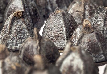 一口钟泡水喝的功效,一口钟泡茶的副作用