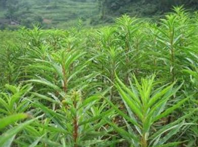 赶黄草的功效与作用及食用方法