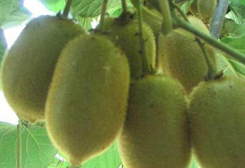 猕猴桃是热性还是凉性，猕猴桃吃多了会怎么样