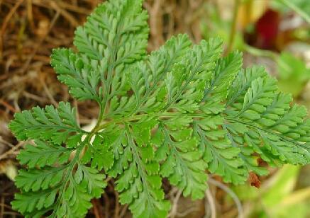 骨碎补怎么服用最有效，骨碎补的副作用