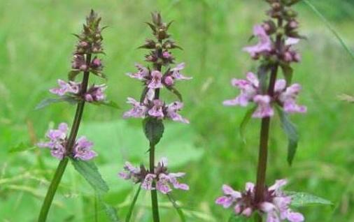 来月经量少可以喝益母草吗，益母草的禁忌