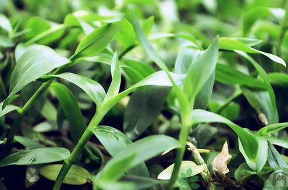 枫斗的功效与作用及禁忌