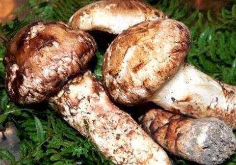 姬松茸和松茸的区别， 姬松茸和松茸哪个好