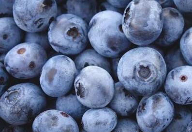 蓝莓是公爵好还是蓝丰好