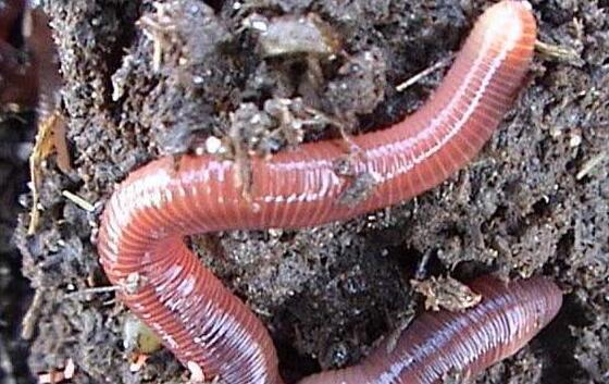 地龙的功效与作用，地龙的禁忌及吃法