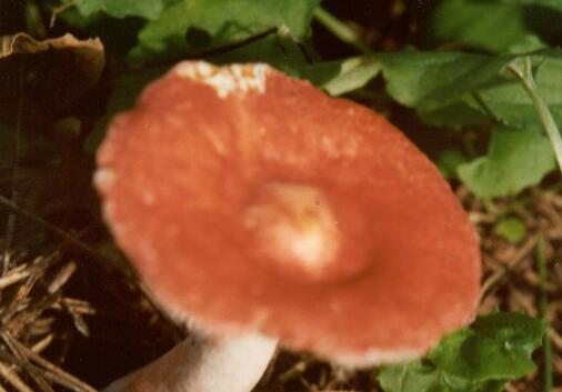 红菇与什么炖汤最好，红菇的正确吃法