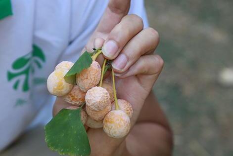 路边的银杏果可以吃吗，银杏果怎么处理才能吃